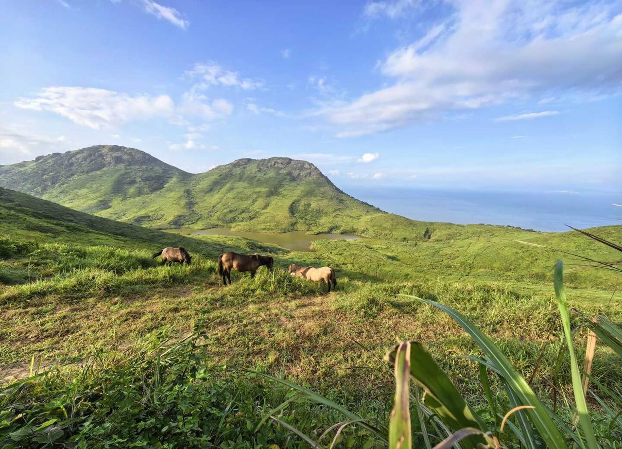 山野，骏马，沧海
嵛山岛在编小马，主业晒太阳，副业啃青草嵛山岛 嵛山岛天际零海酒