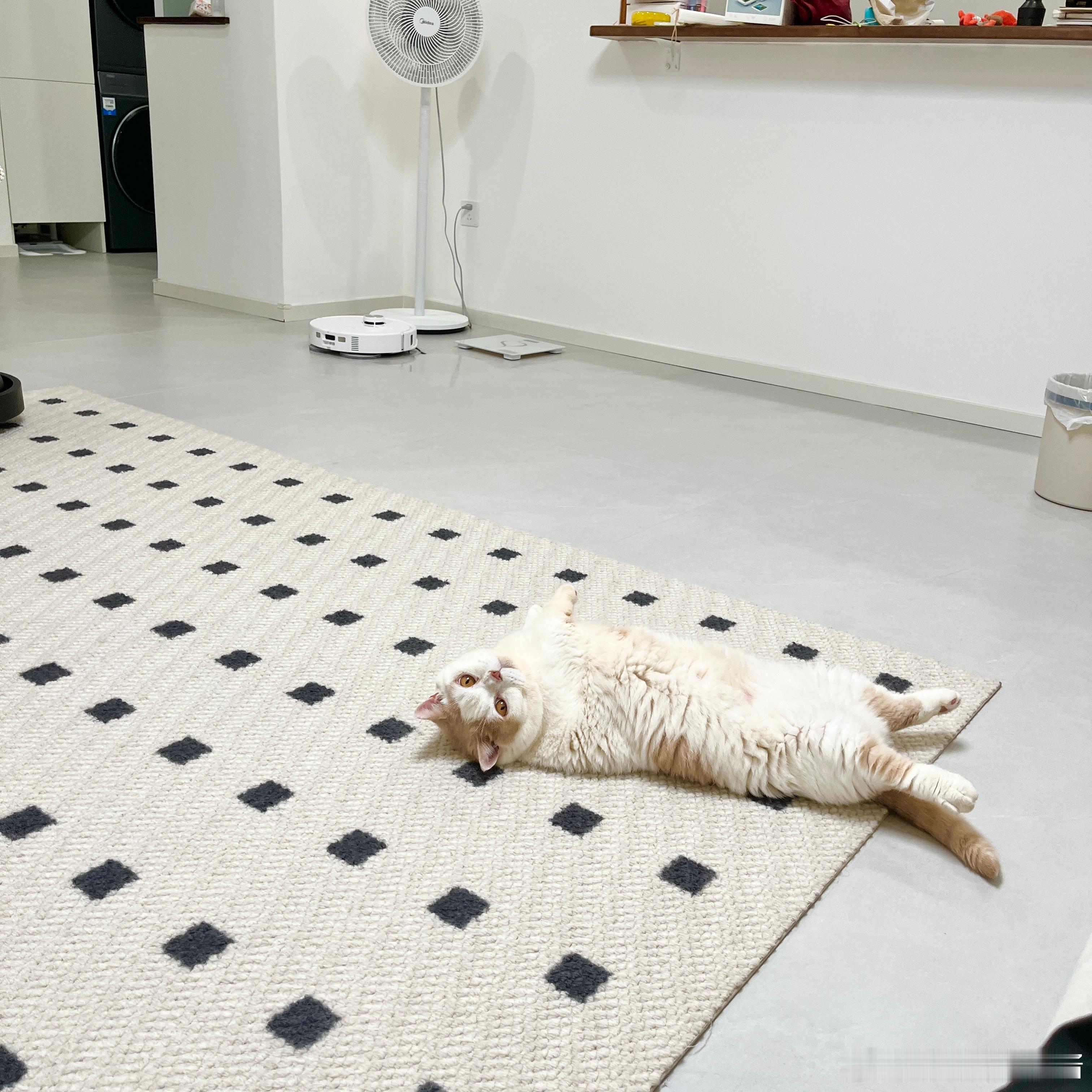 炸毛兜子 ​​​