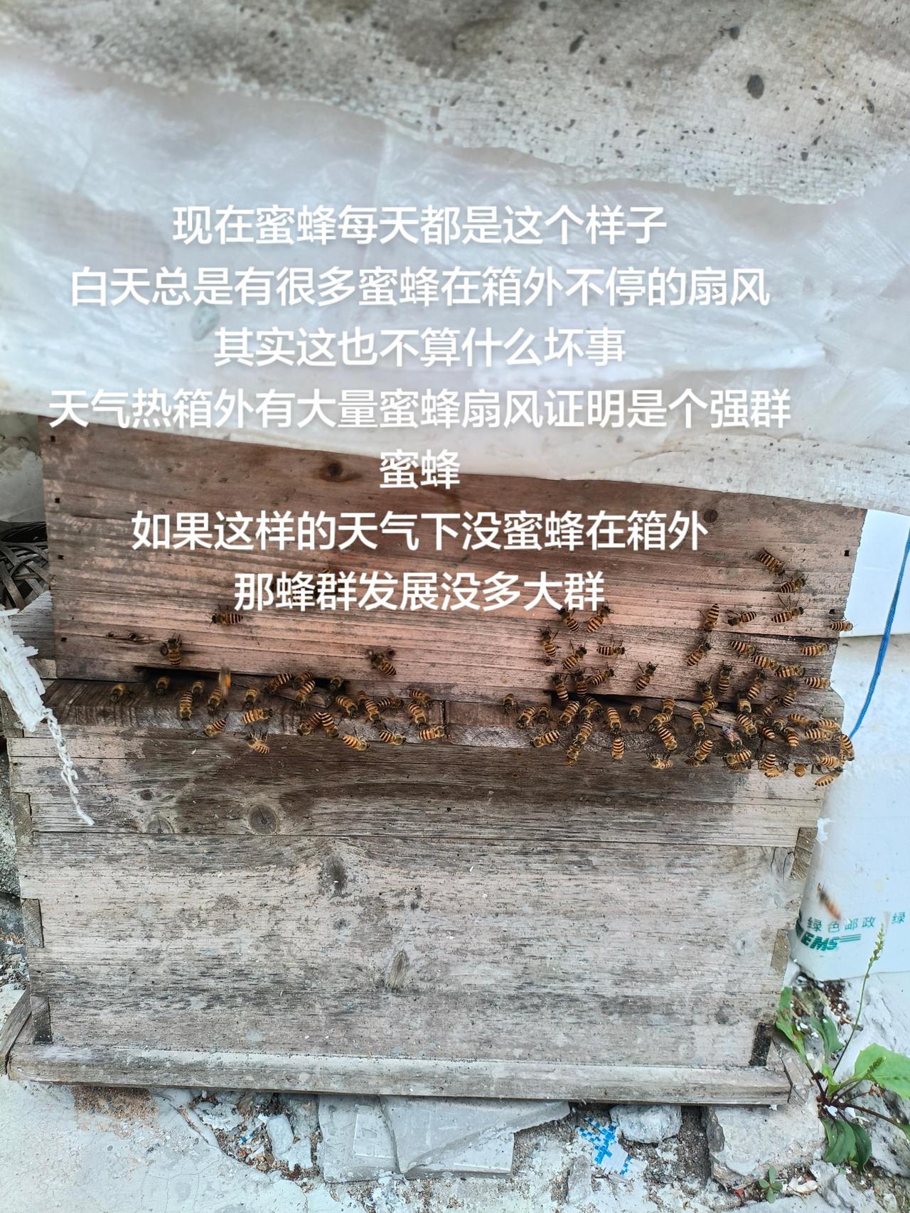 现在蜜蜂每天都是这个样子
白天总是有很多蜜蜂在箱外不停的扇风
其实这也不算什么坏