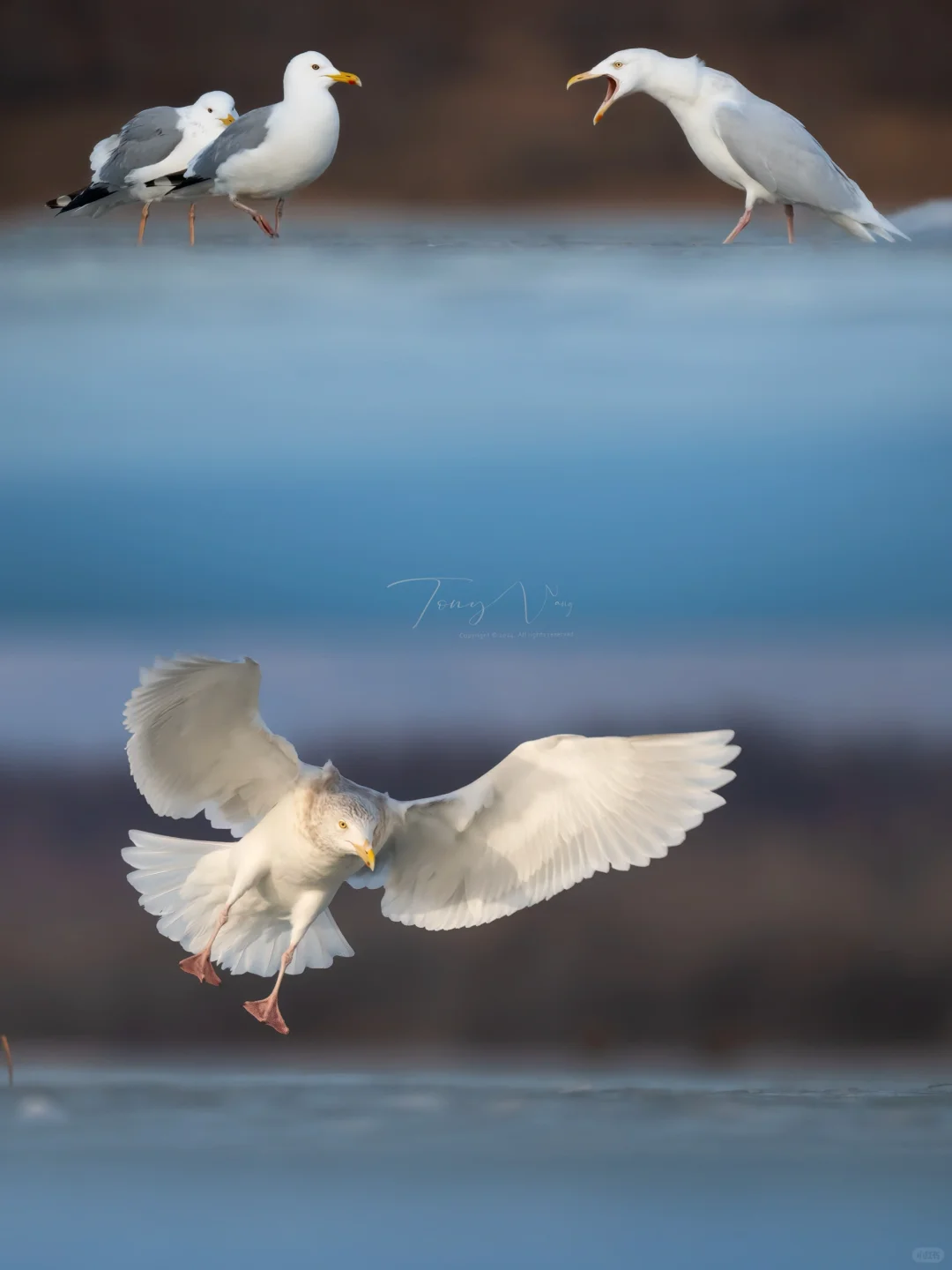听我号令！今晚整点薯条🍟！
