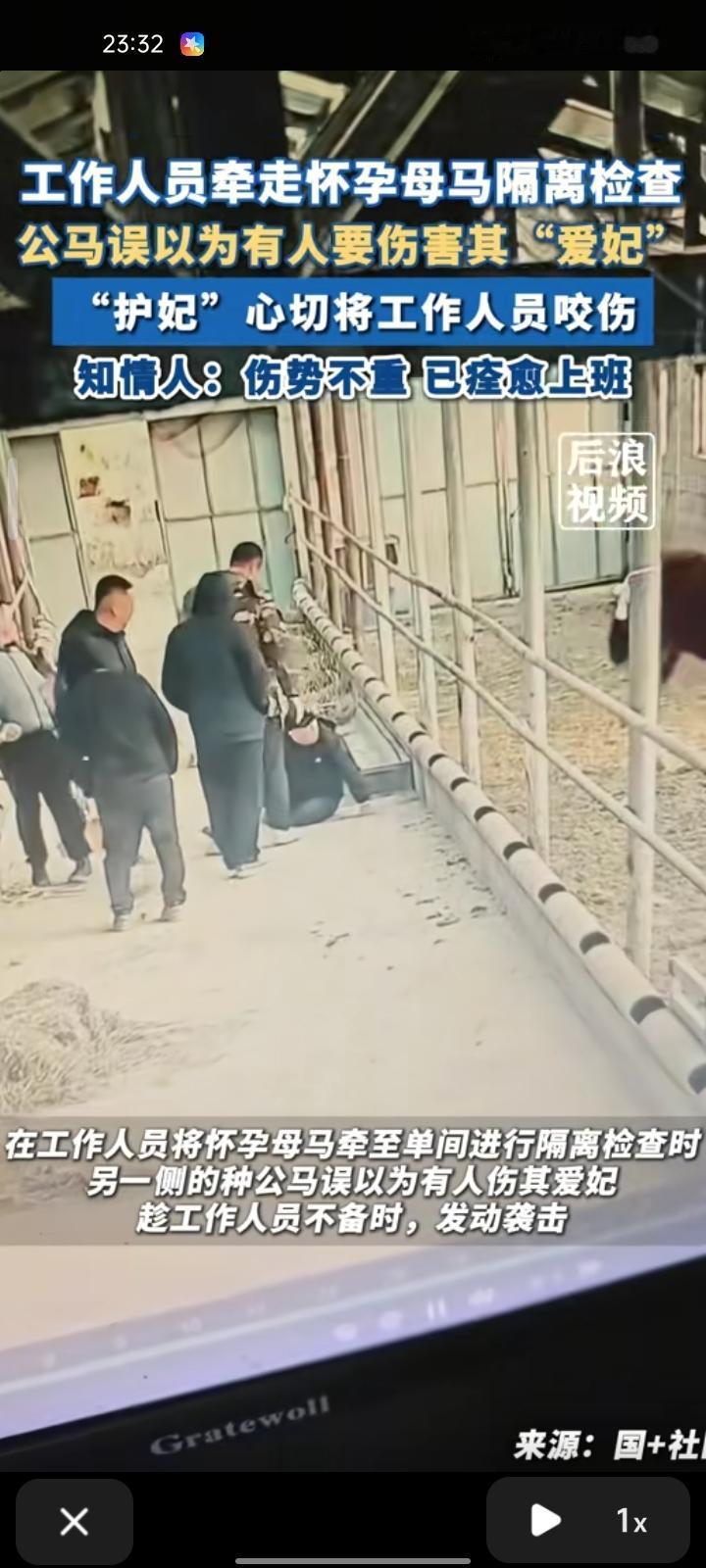 11月30日，新疆塔城。工作人员将怀孕母马牵至单间进行隔离检查时，另一侧的公马误