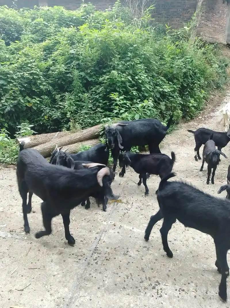 湖南高温季节黑山羊防暑干货，做好这几点减少热应激
 进入三伏天，湖南持续高温高湿