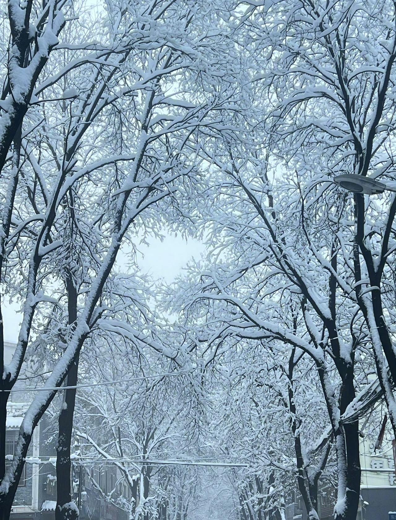 3月1日，山西长治迎来马年首场春雪，整座城市悄然披上银装。雪落无声，却将尘世喧嚣