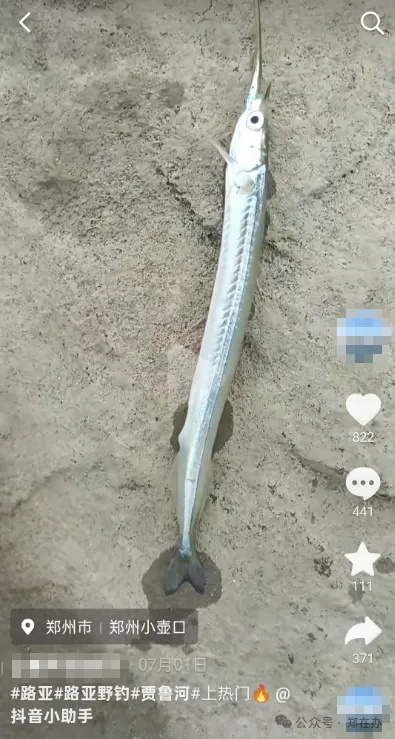 河南贾鲁河出现怪鱼，嘴巴又尖又长像根针，相关专家回应
