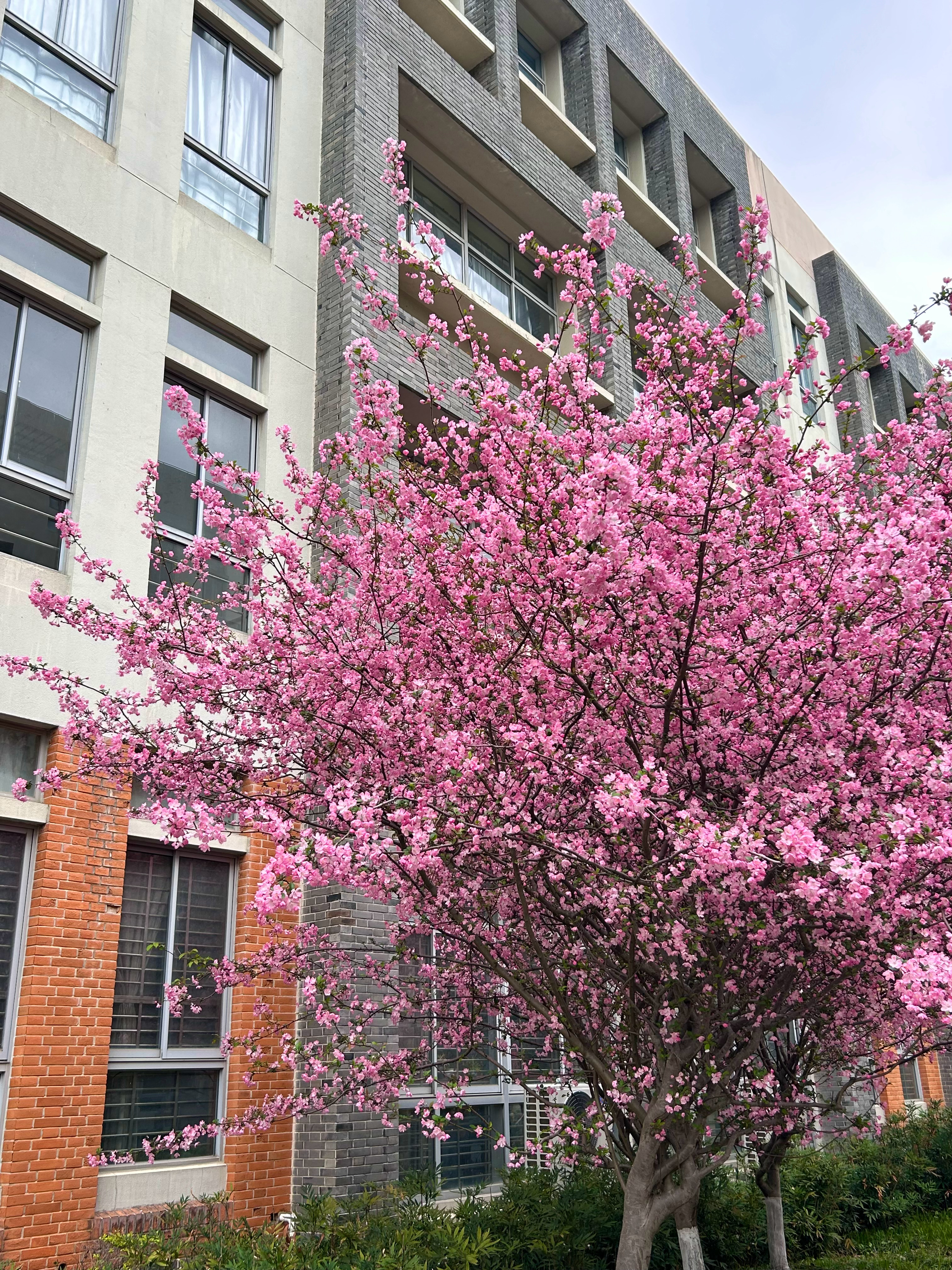 新学校很漂亮呢