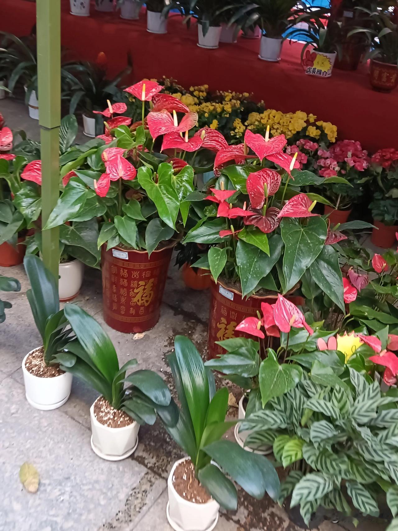 现代诗一首

花市的秋，如梦初醒，

红绿交织，绘出无尽的绚烂。

那高悬的“福