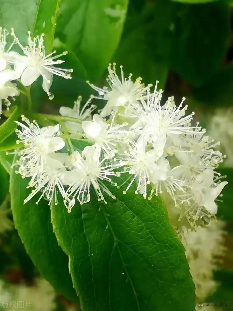 白花含露香，清香扑鼻来。皓雪千枝积，香风十里回——山矾，寒花如雪，独倚春风