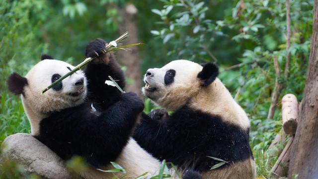 马克龙来成都谈熊猫。
结果只签了个意向书。
有几大关键原因！

熊猫租借早不是。