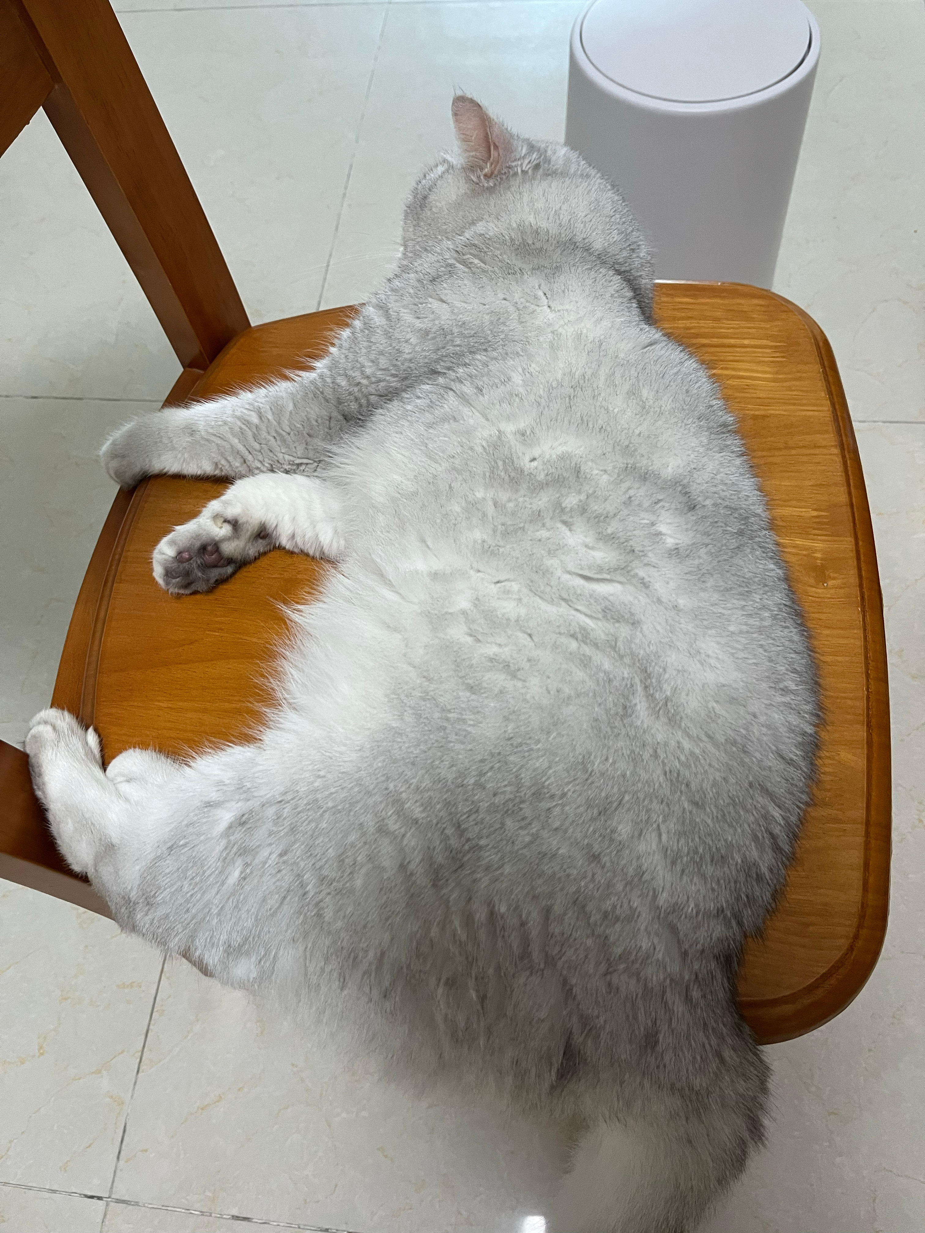 咩咩小九  胖宝宝胖宝宝胖宝宝 
