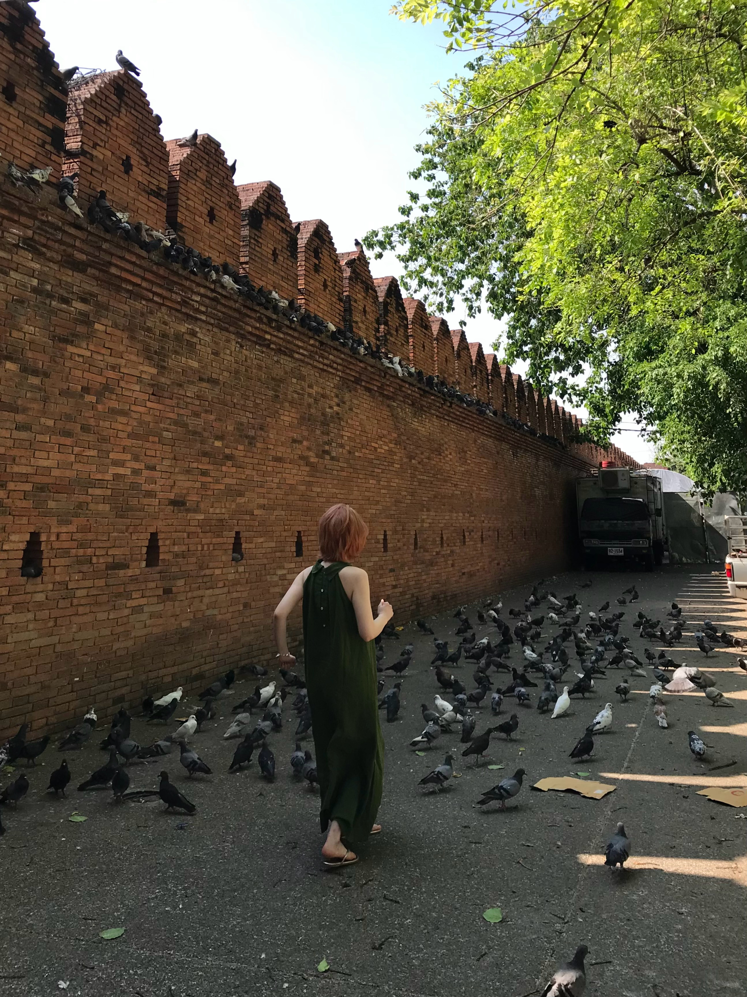 当我试图把鸽子吓飞 