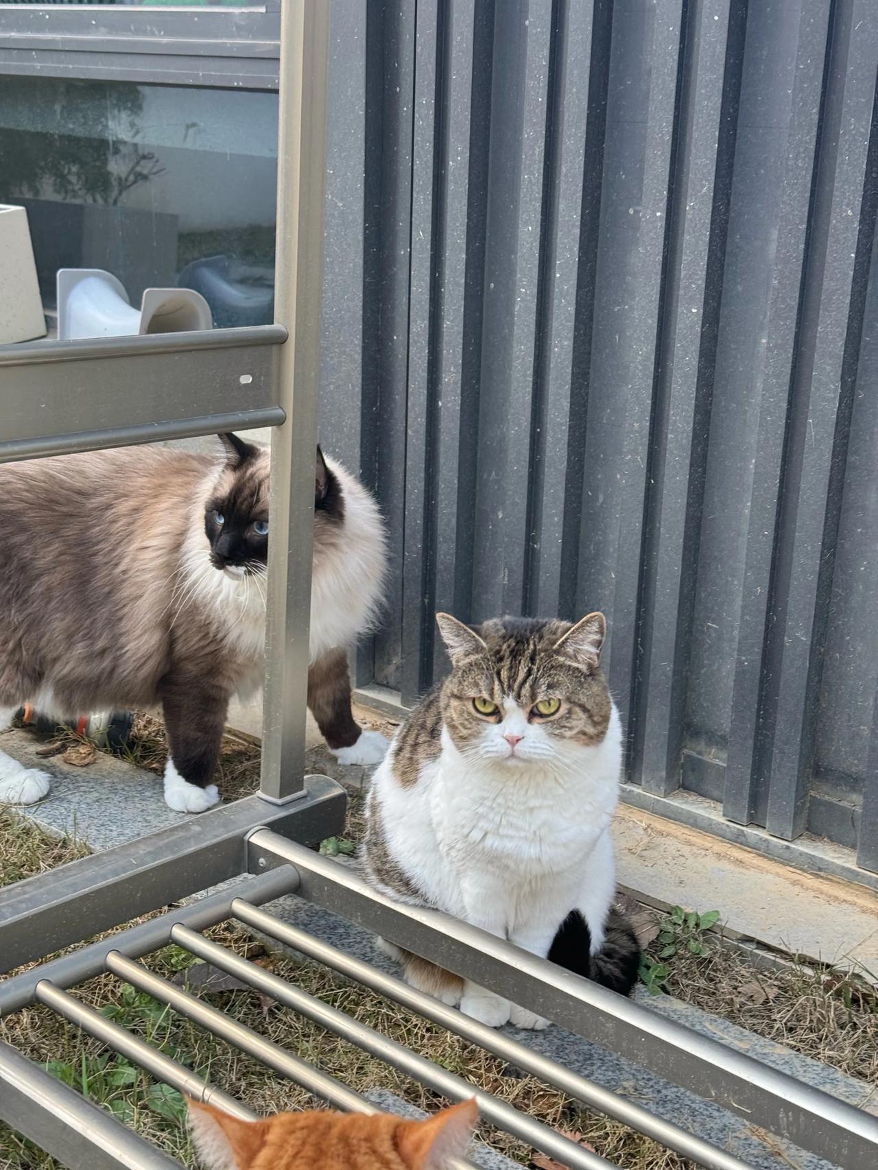 这两天老是听到家里有陌生猫的叫声，但怎么找都没找到！自家的猫都在，都好好的，所以