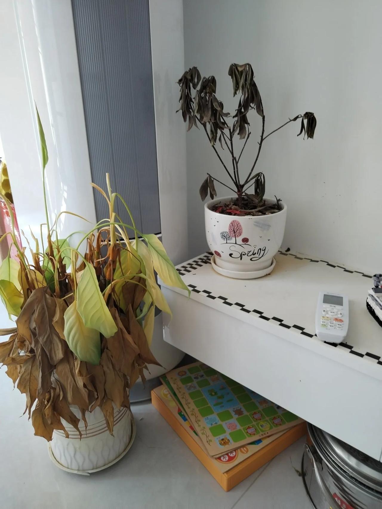 暑假出门2个月，回来时，绿植都死了，这还能救活吗？
