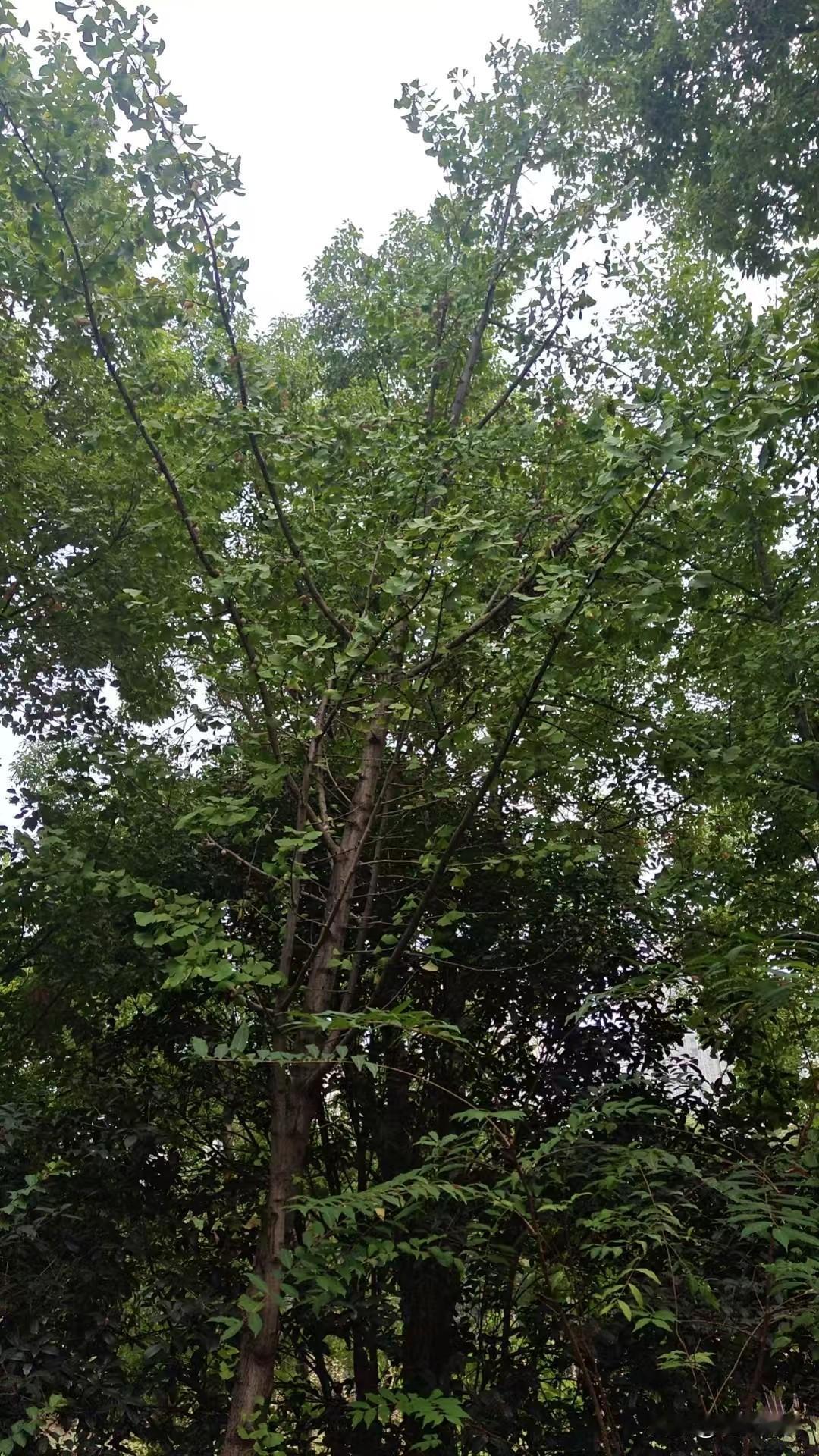 满大街的银杏树为什么还是濒危物种？
尽管武汉的秋天常被银杏装点得金光灿烂，然而自