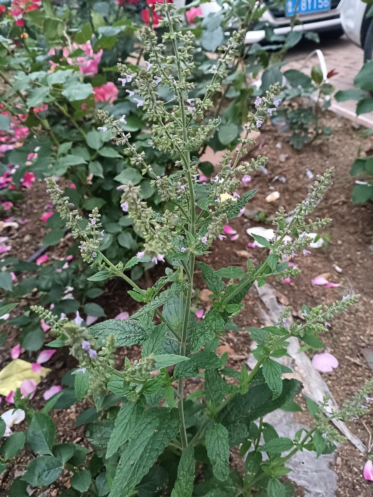 粉瓣纷落的庭院里，蛤蟆菜的淡紫花序悄然舒展，带着粗糙叶片的野趣，在喧嚣里守着一抹
