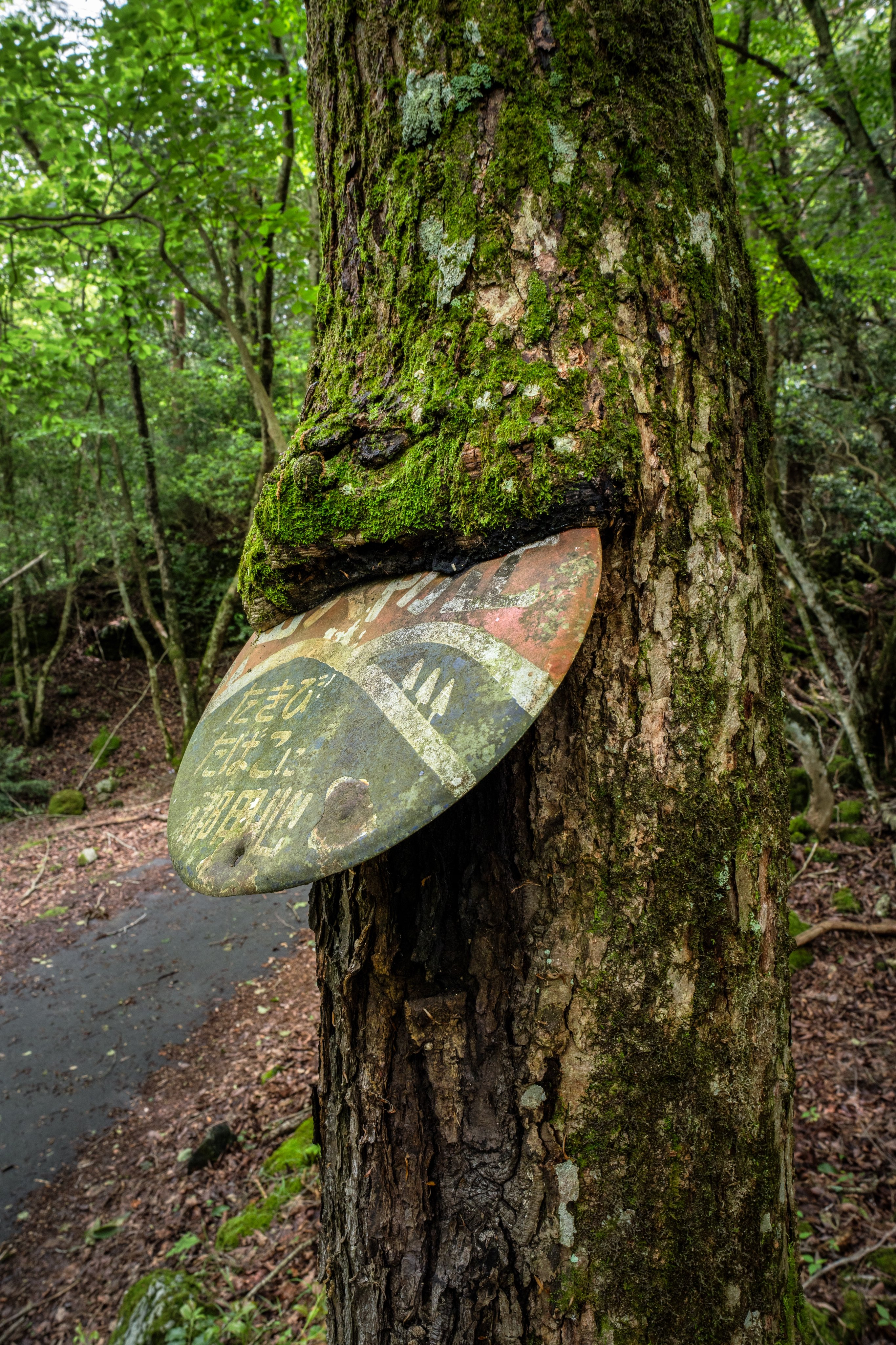 吞噬路标的树木 ​​​