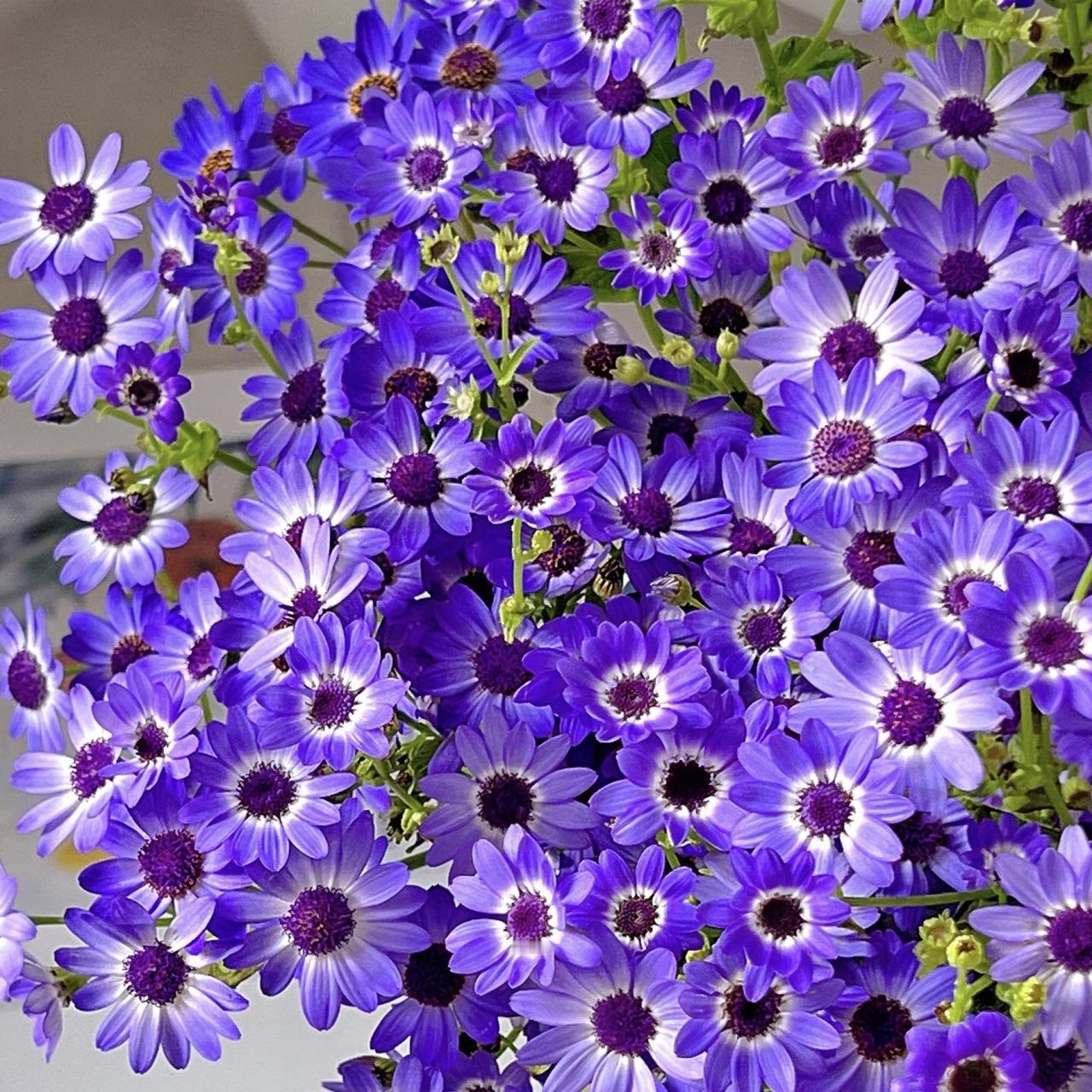 今日分享─瓜叶菊
分享你手机中的花花草草
打卡Day1️⃣