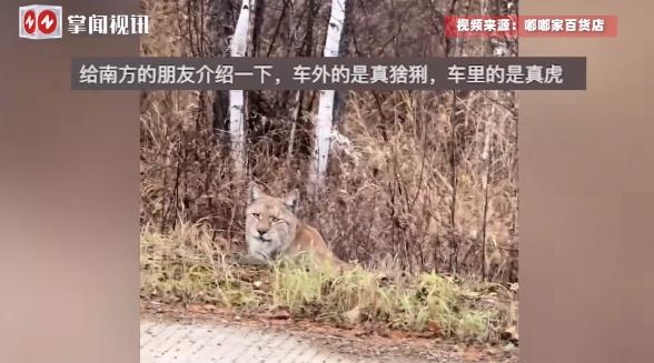 “离了个大谱！”10月10日，黑龙江大兴安岭，一女子在路上时偶遇了一只野生猞猁，