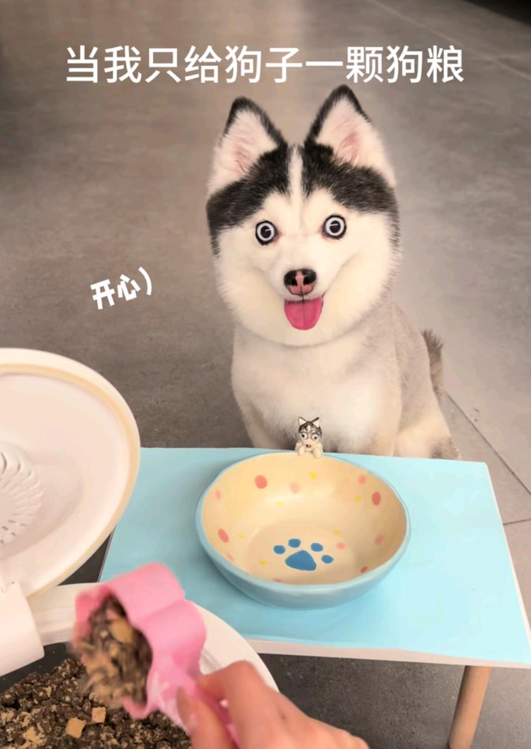 这是啥狗，长的也太可爱了吧！
眼神好清澈，博美和二哈的串吗？这个长相，眼睛圆溜溜