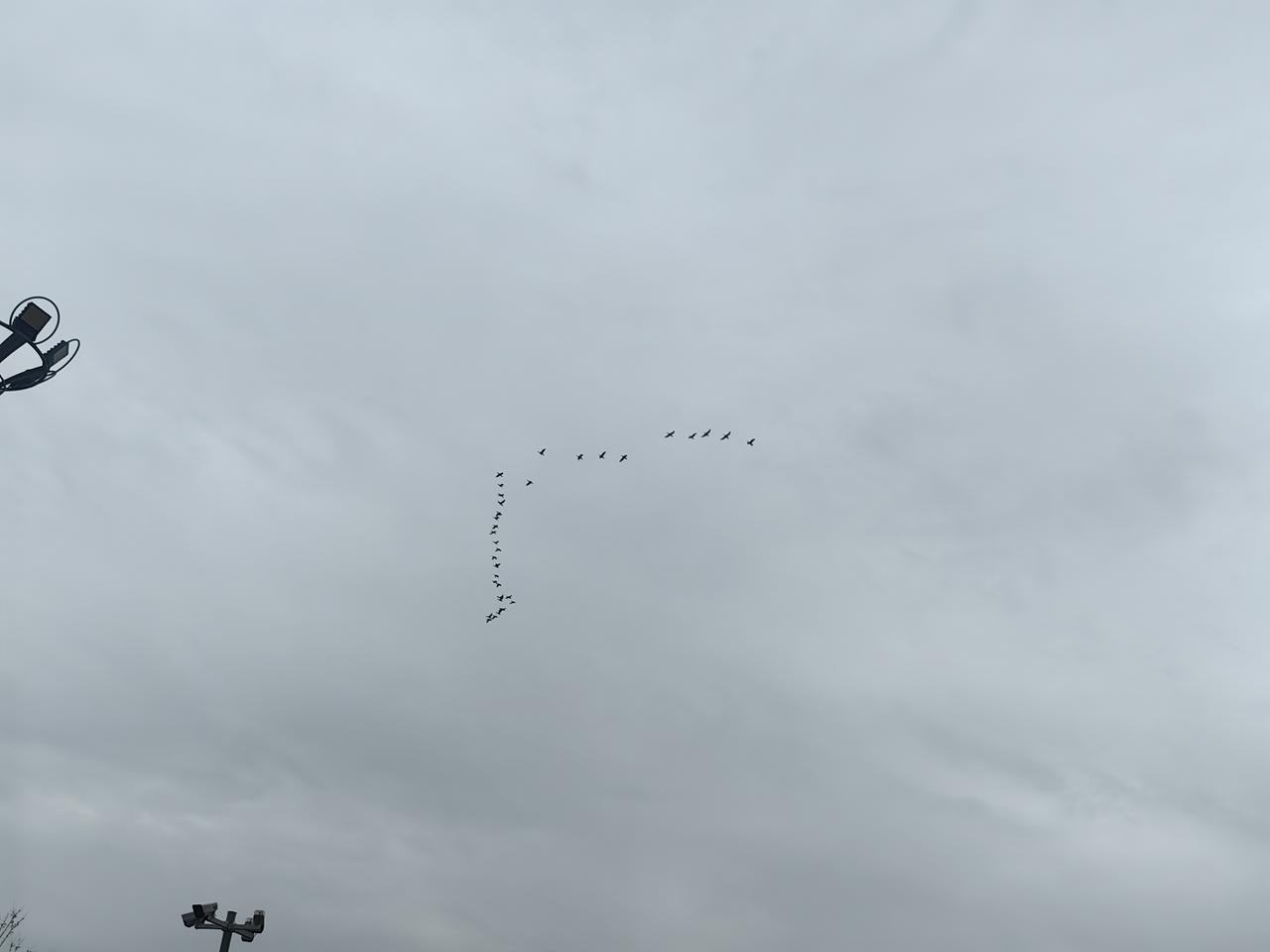 今天去大禹渡转转，大家看见一群鸟儿，飞的挺高，不停变换队形，速度挺快，有幸拍到一