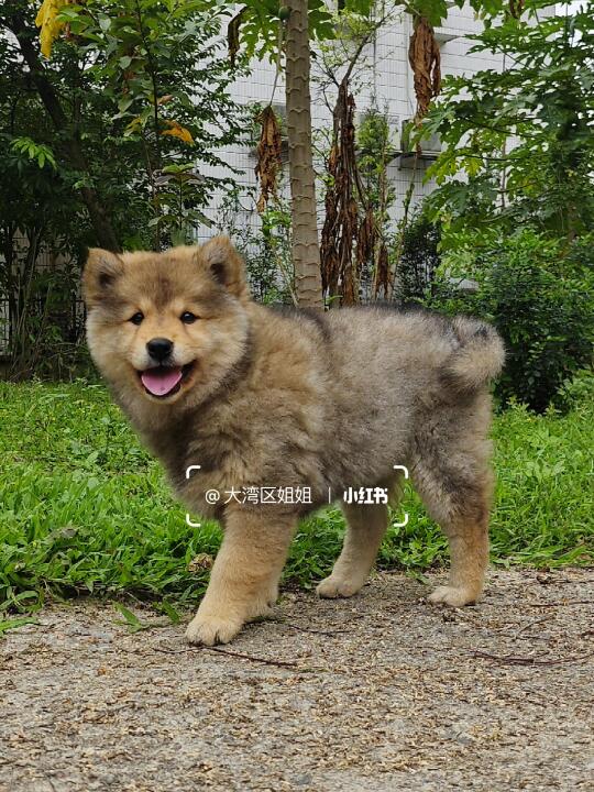 大骨架狼青土松妹妹，温顺听话可爱亲人安静