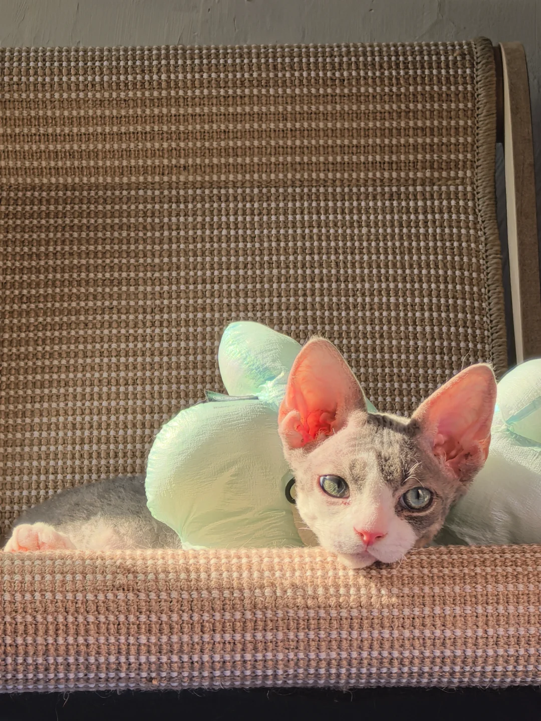 也没人说德文🐔那么老臭啊