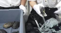 反华势力入侵？我国海关截查两名女子，发现她们裙下藏了68只生物。
 
这可不是什