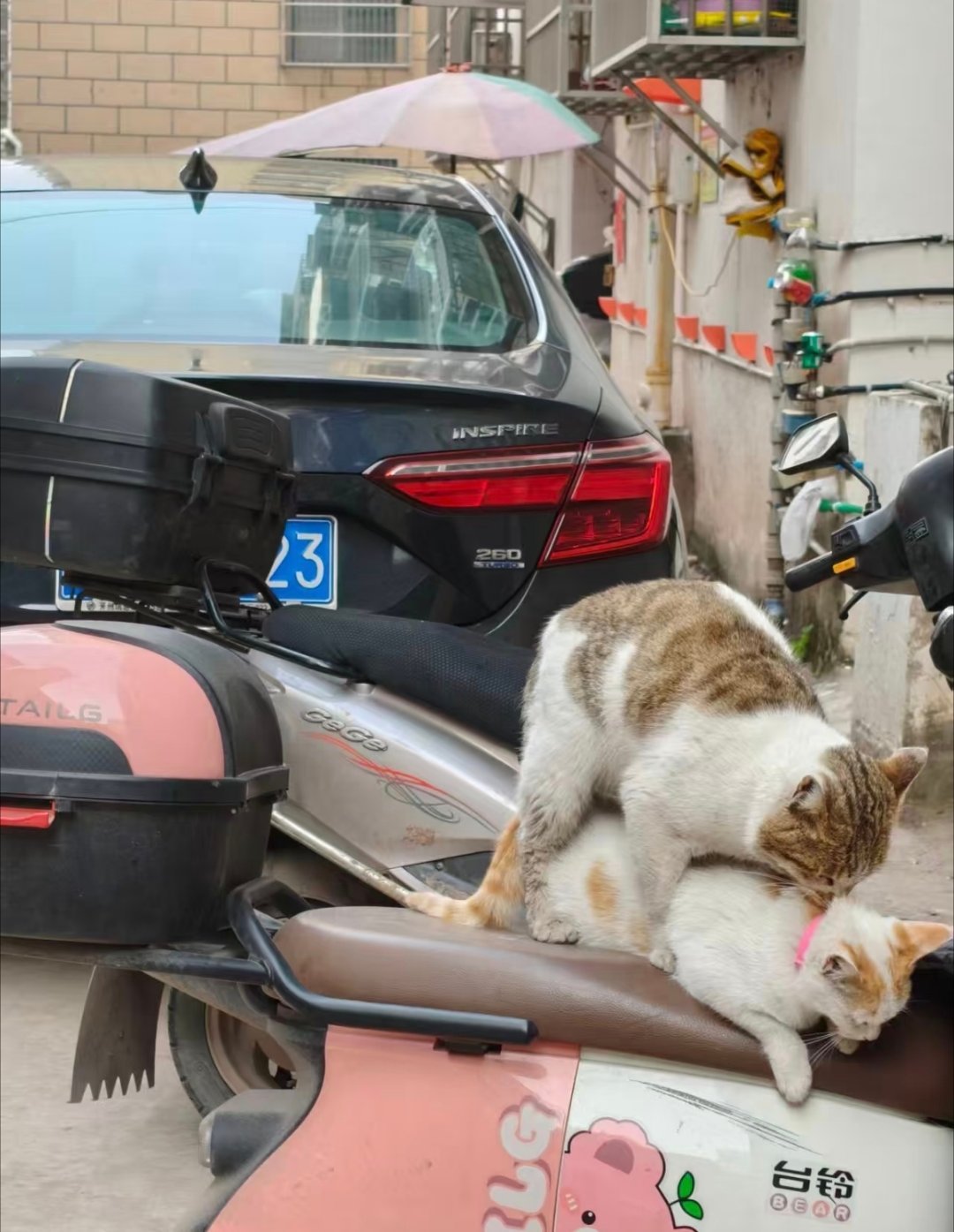 有些小猫能不能去开个房？！！