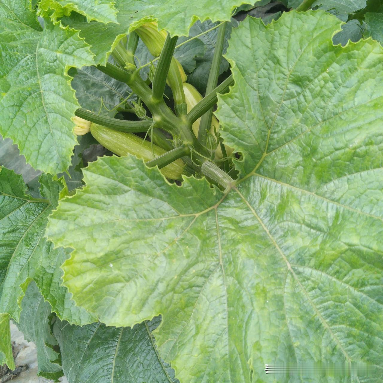 邻居大爷教我抢种晚洋瓜！

他说:抢种晚洋瓜，一定可行。

小菜园几畦地泡水很久