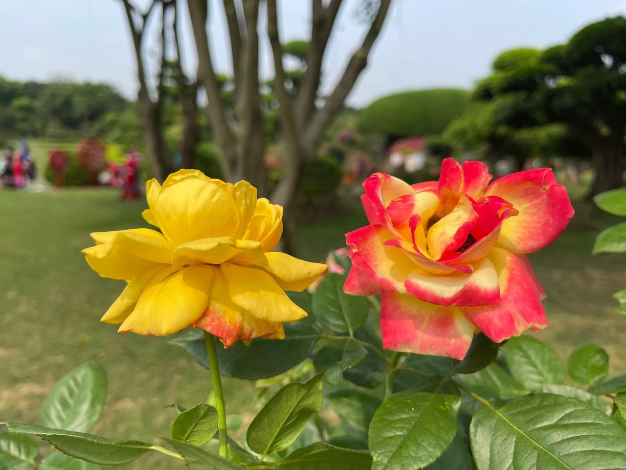 你手机里花草的照片