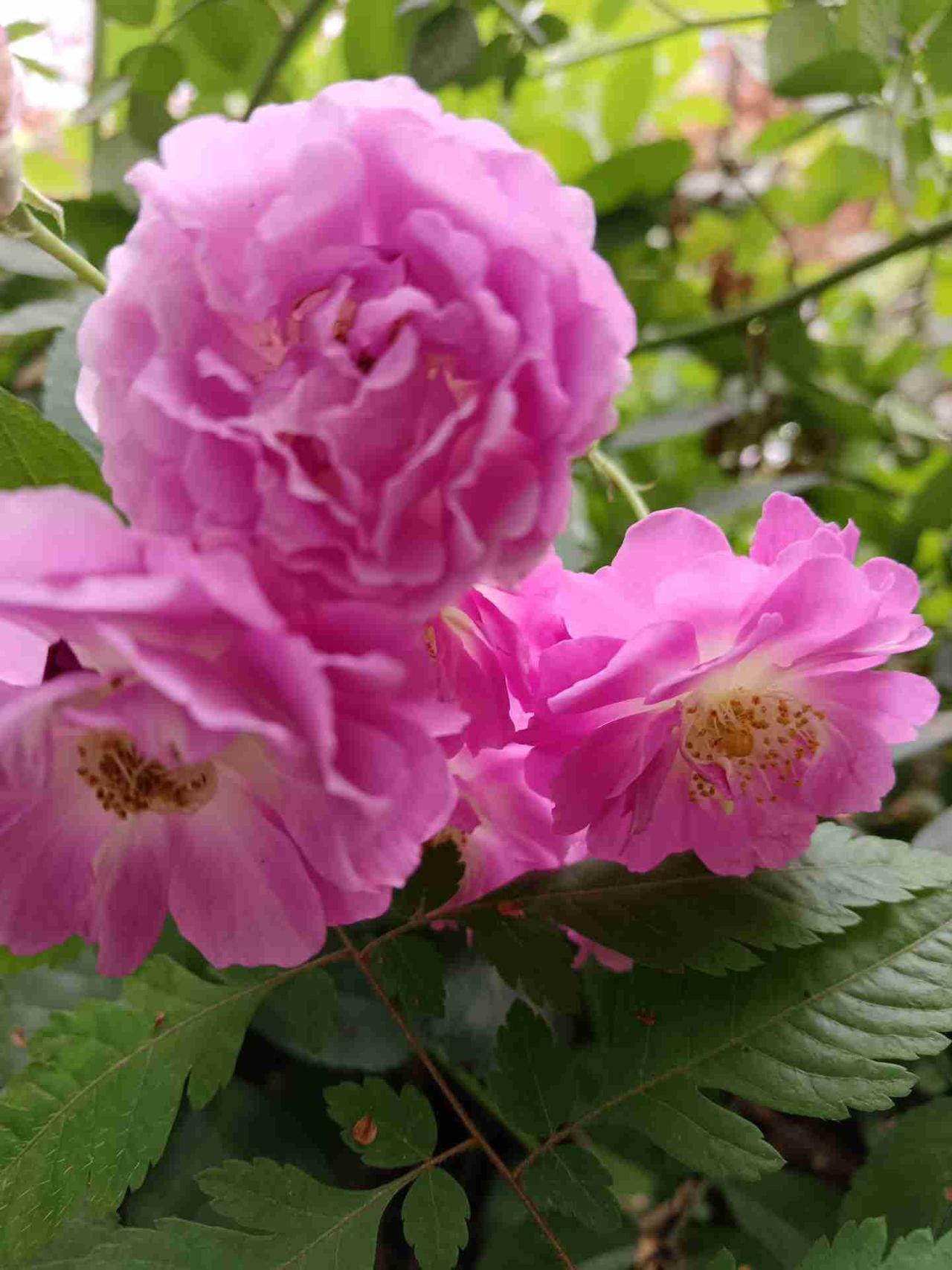 我的今日状态：🐯虎虎生威
我这里的天气：☁️阴天