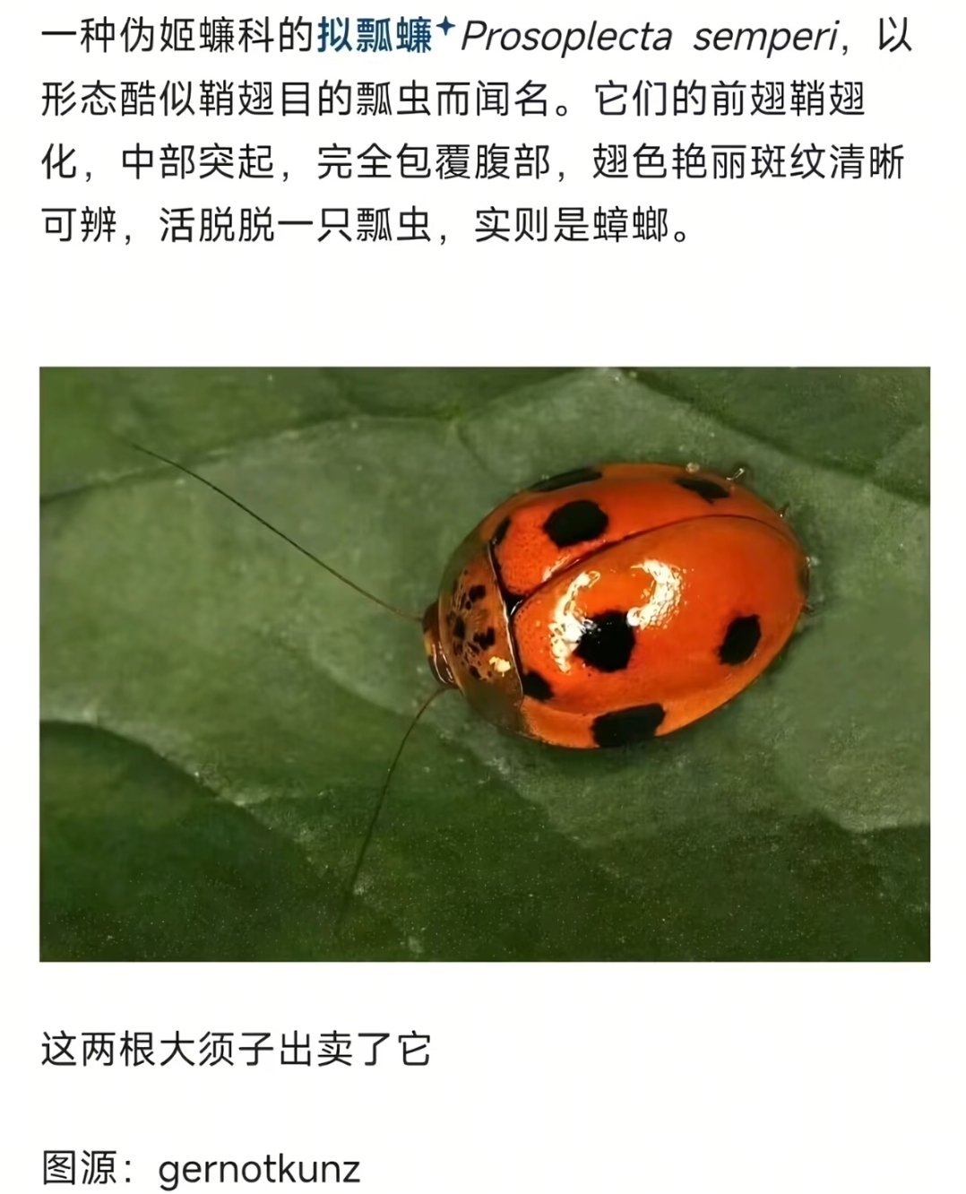 蟑螂都有新皮肤穿了 