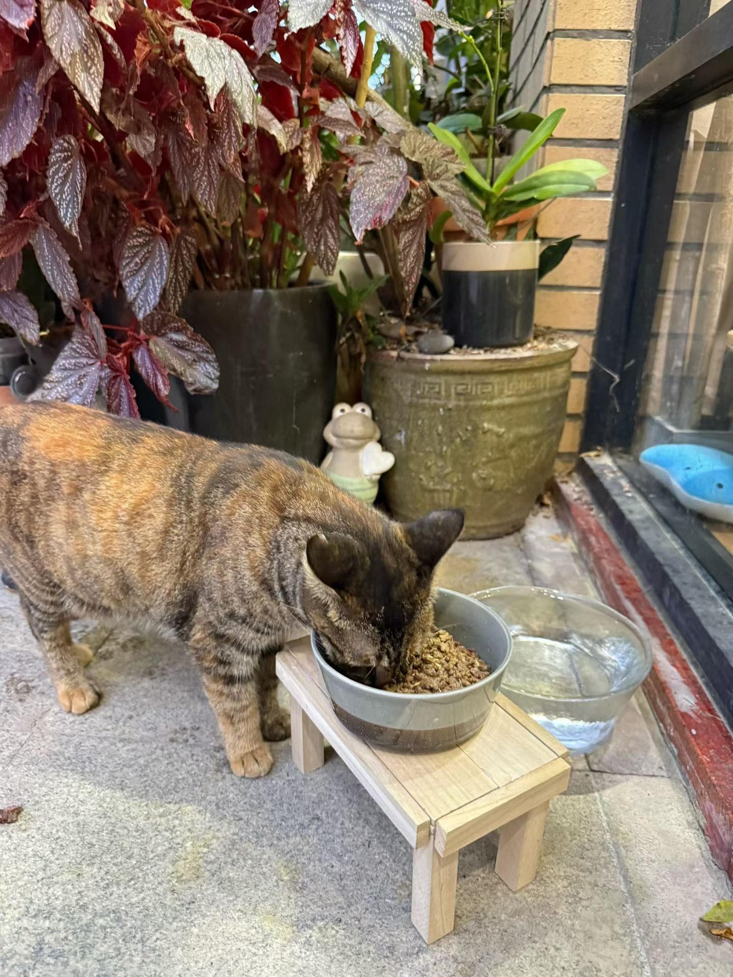 流浪猫的新餐桌。(其实是幼儿园孩子的手工，我捡回来的。)流浪猫 深圳