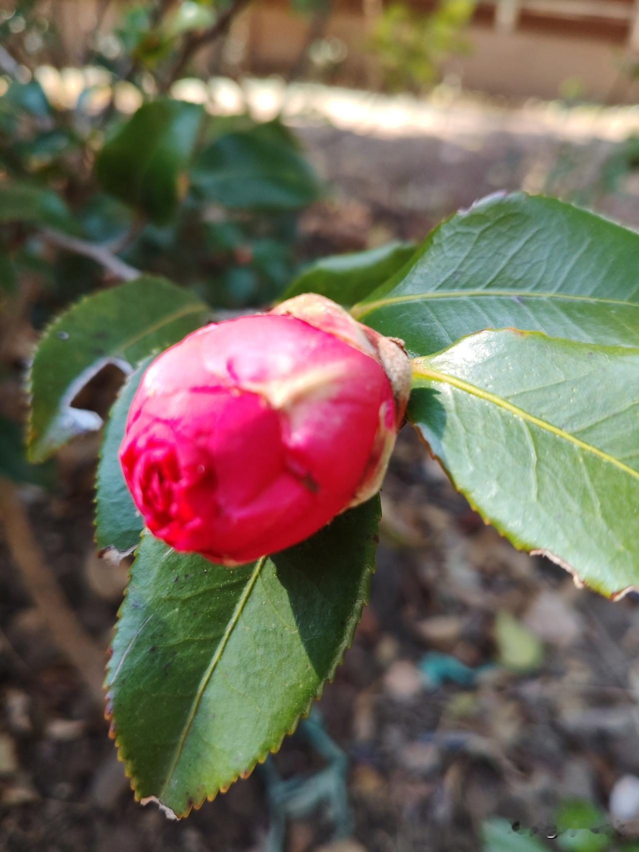 晒一晒手机里最美的山茶花