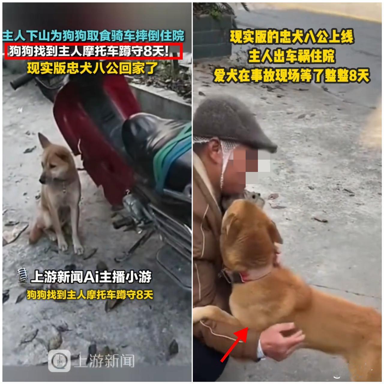 “8天寒风中的坚守！

狗狗听懂主人遇险，守着摩托车等他回家”，这份
双向奔赴的