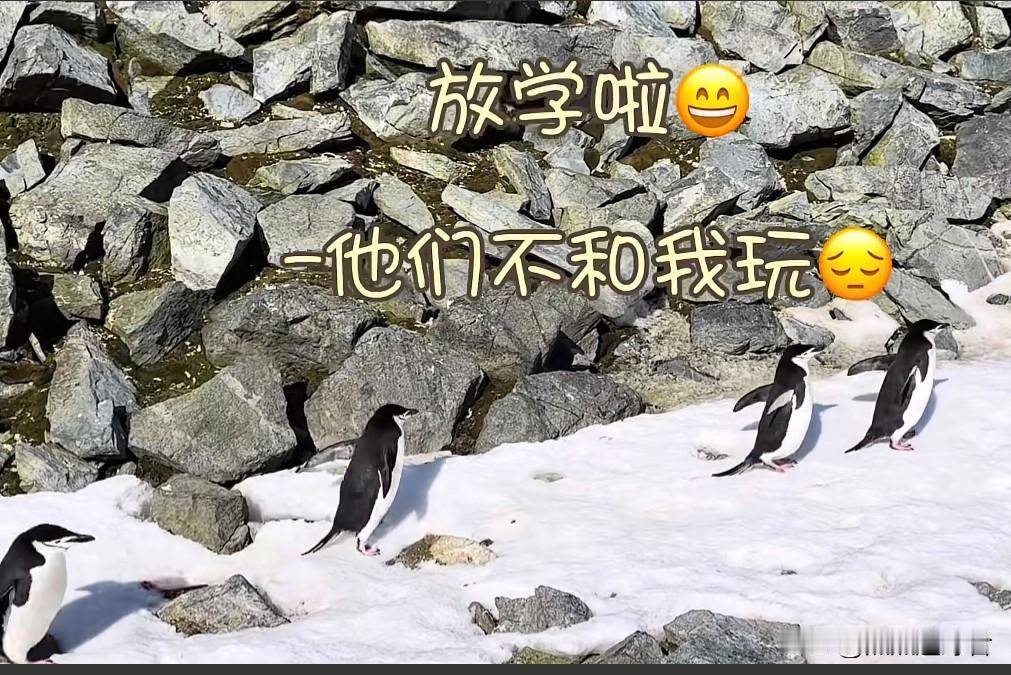 今早，刷到了俞敏洪老师分享的视频。视频里，画面从一群憨态可掬的小企鹅，自然过渡到