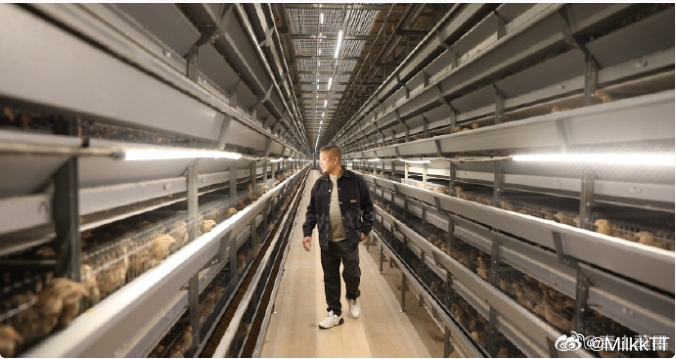 浙江衢州智能鹌鹑养殖解锁生态共富密码 衢州衢江上余村推行鹌鹑自动化智能养殖，构建