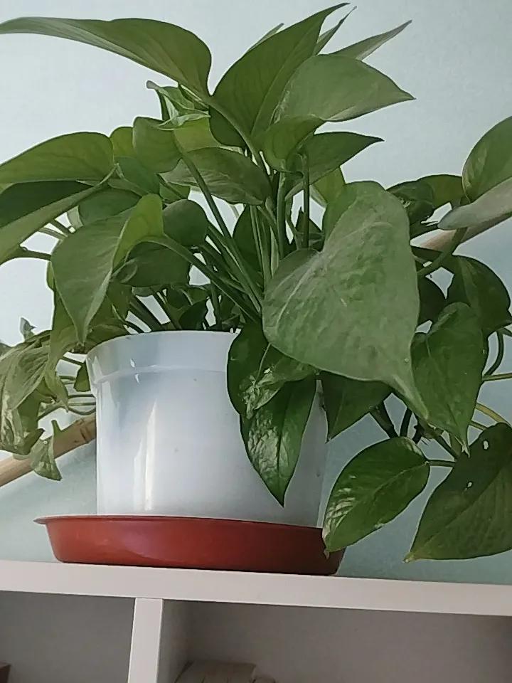 最好养的绿植是什么最好养的绿植是绿萝，因为养过好多年的绿萝了，出门十几天不浇水也