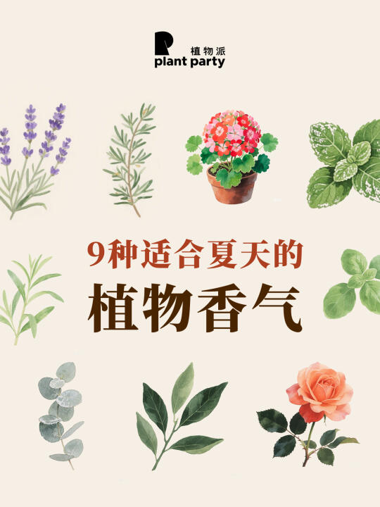 超适合夏天的9款植物香气🪴天然清新