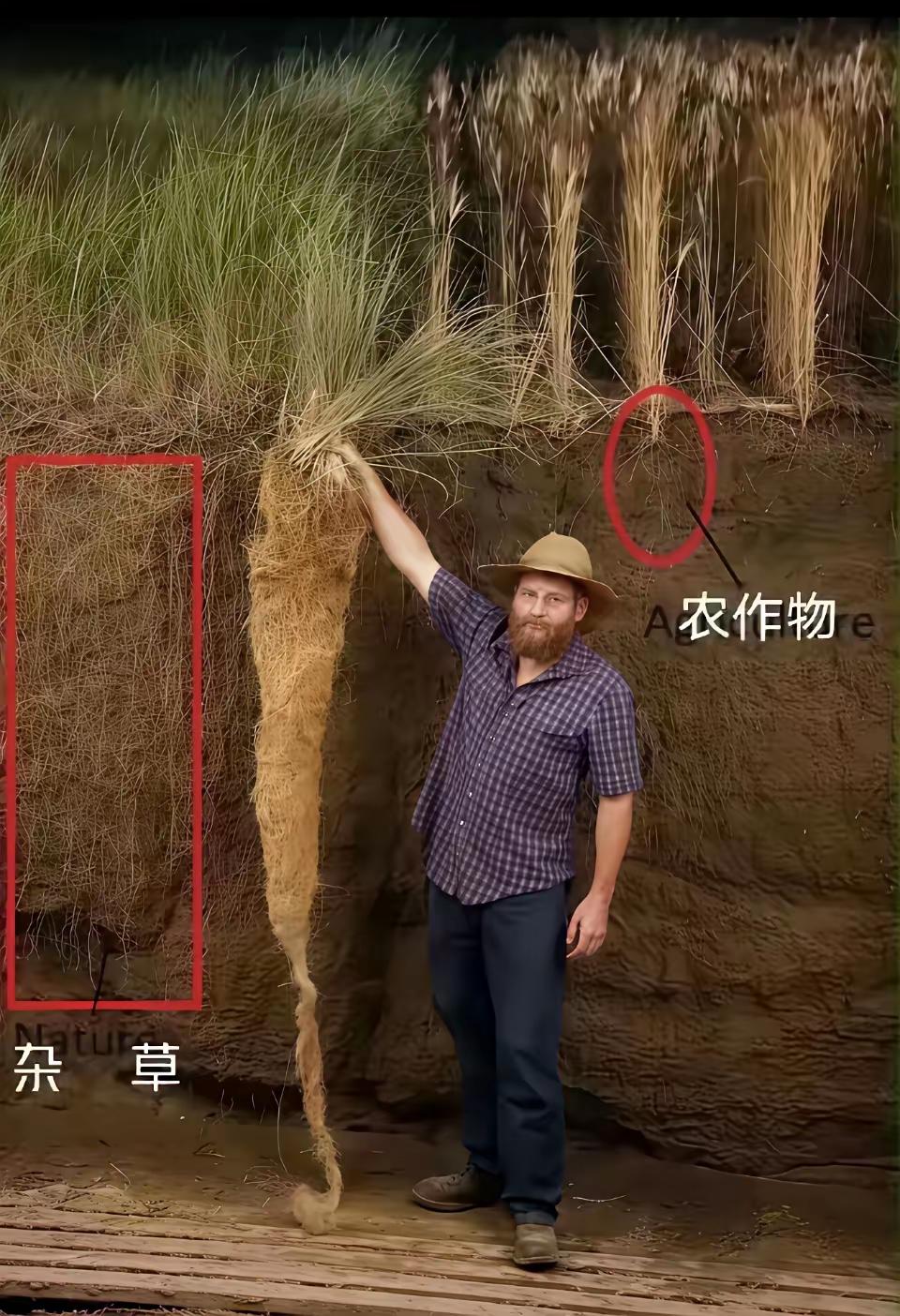 看到如此这般的根系，方知野火烧不尽，春风吹又生，指的是放任的野草，而非驯化的农作