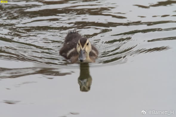20260707，早安Anas platyrhynchos 綠頭鴨稍大的雛鳥牠的