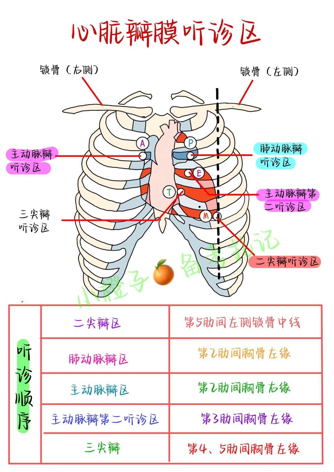 📖学习笔记｜一篇学会心脏瓣膜听诊区✅