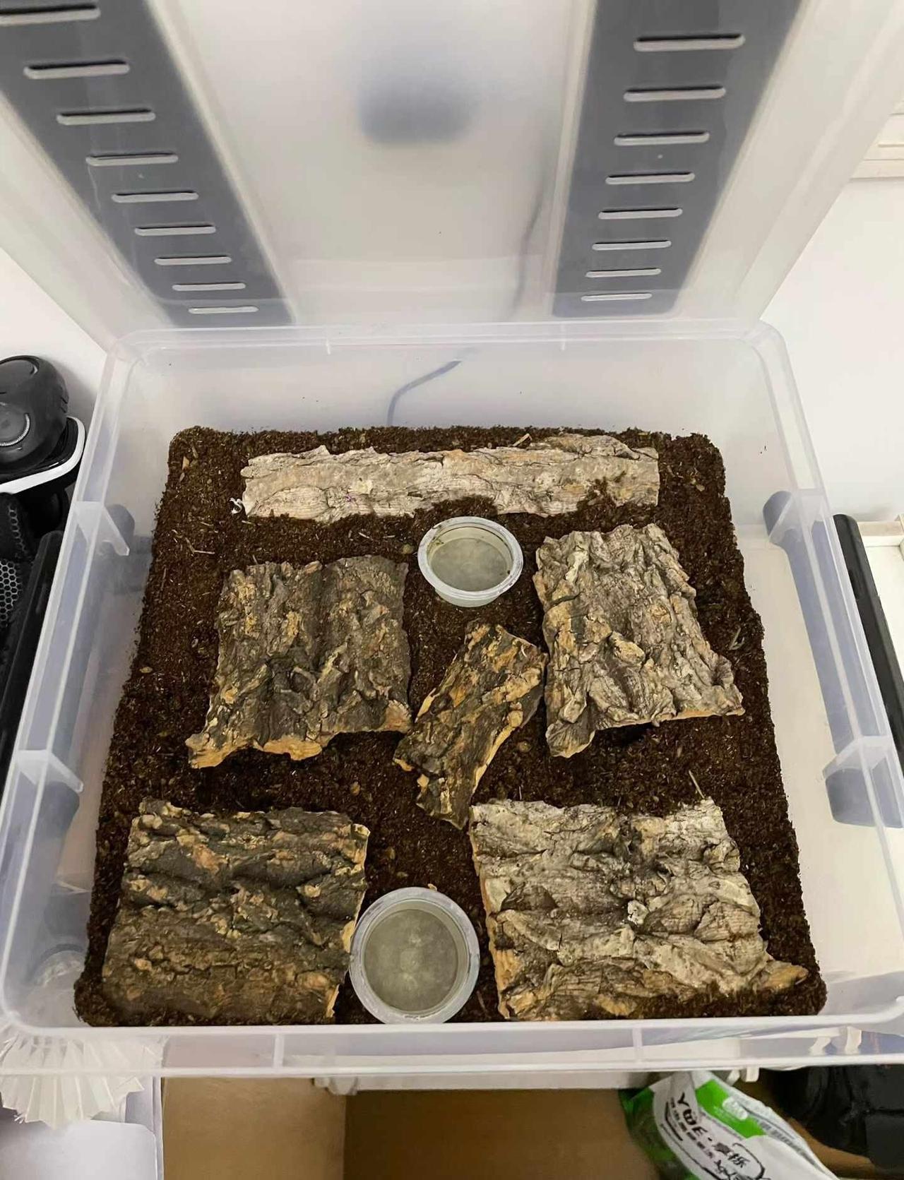 自繁独角仙
自己繁殖的人工个体独角仙！杭州主城区可以送货上门[得意]
公30，母