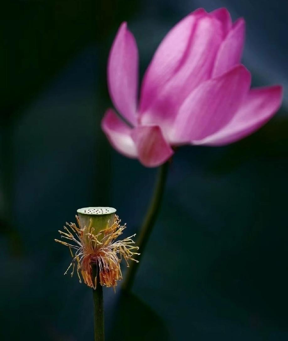 弘一法师说：
“有人不相信轮回，一年四季就是轮回；
有人不相信因果，贫富美丑就是