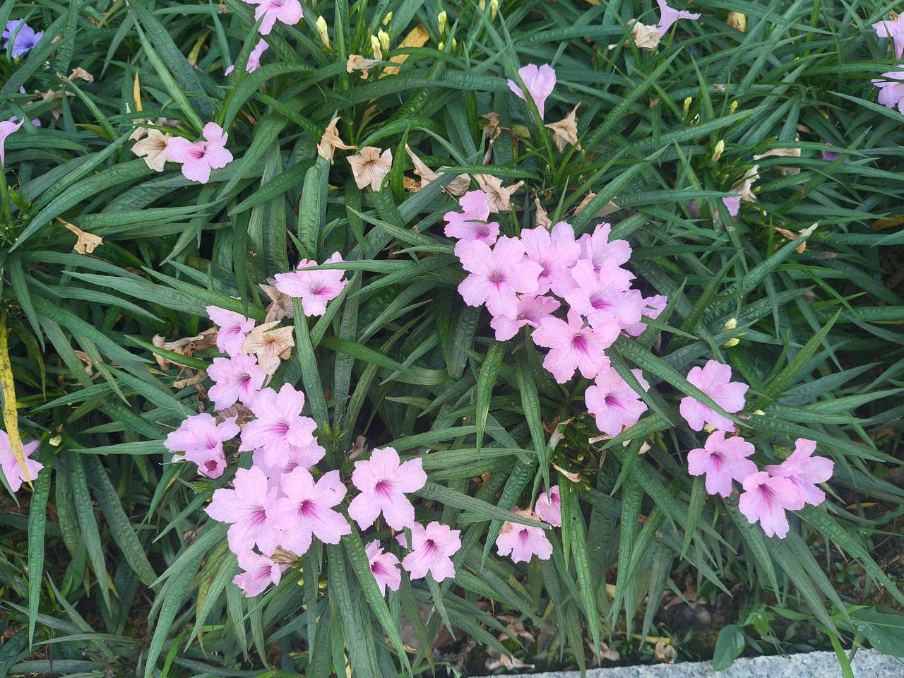 粉嫩的小花，点缀在绿意盎然中，美不胜收！🌸🌿