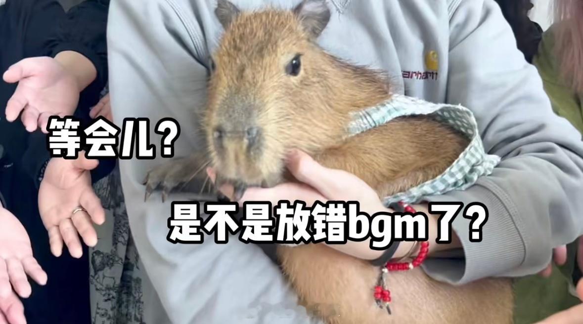 这不就是我的职场人设：卡皮巴拉1.随便活着，死了也行2.眼神呆滞，让领导觉得无法