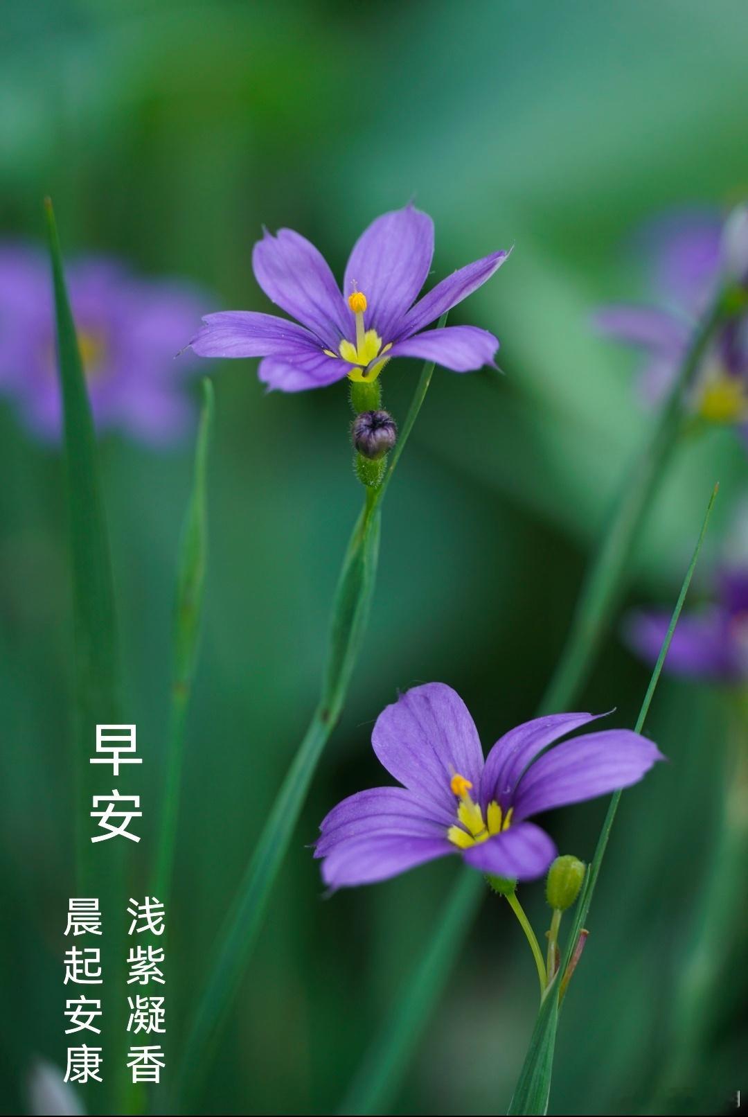 早安“草在结它的种子，风在摇它的叶子，我们站着，不说话，就十分美好”---顾城 