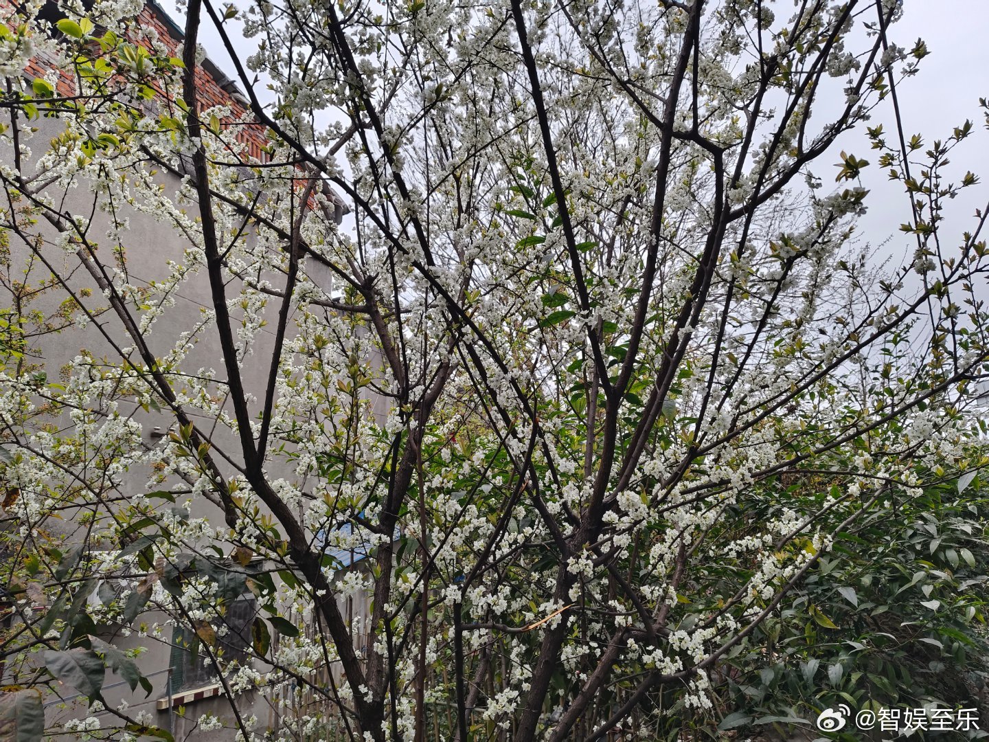 樱杏花期短，转念风流藏。给果难供赏，来年春再芳。 