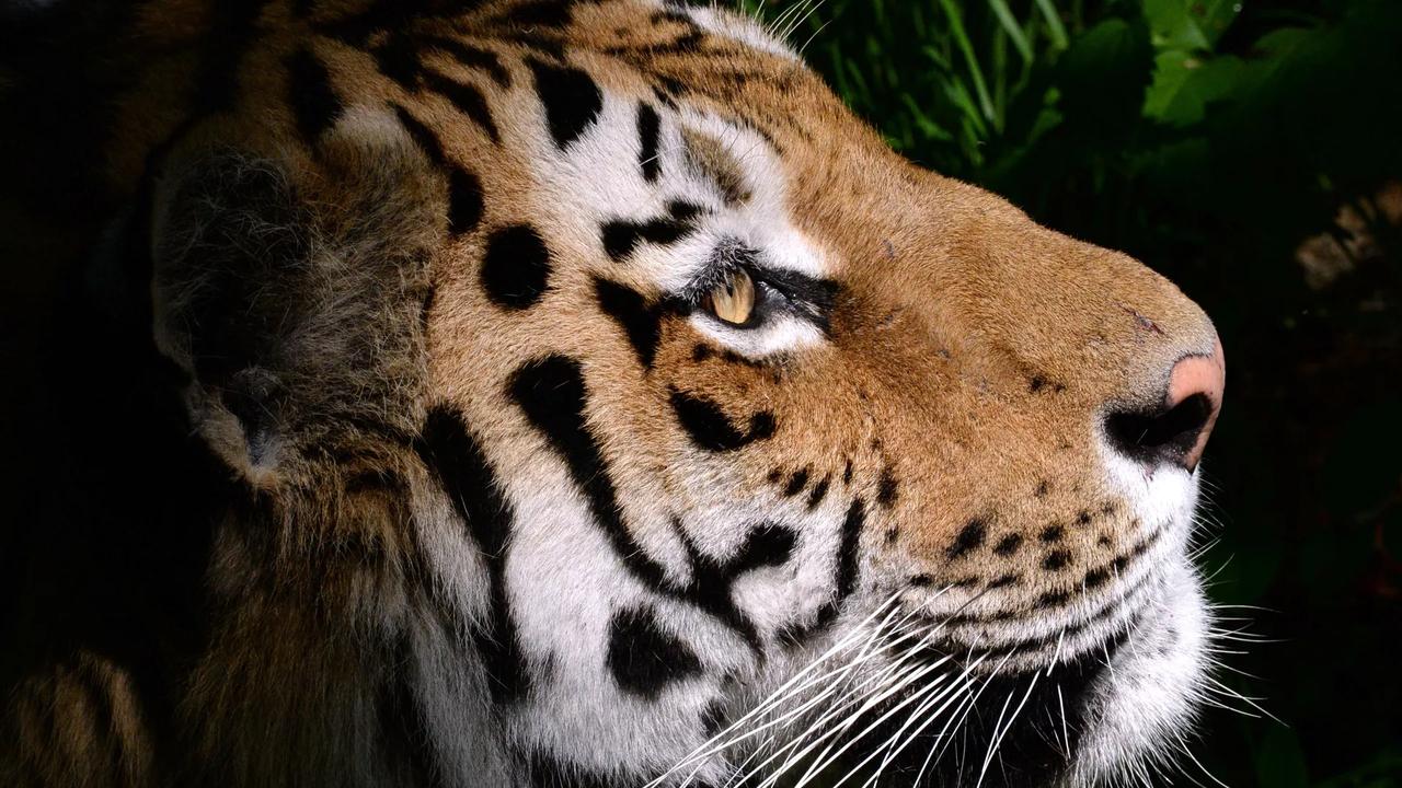 俄罗斯将向哈萨克斯坦移交四只东北虎！

据3月29日俄新社从海参崴（俄称符拉迪沃