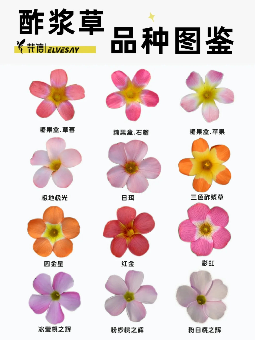秋播酢浆草品种不完全图鉴