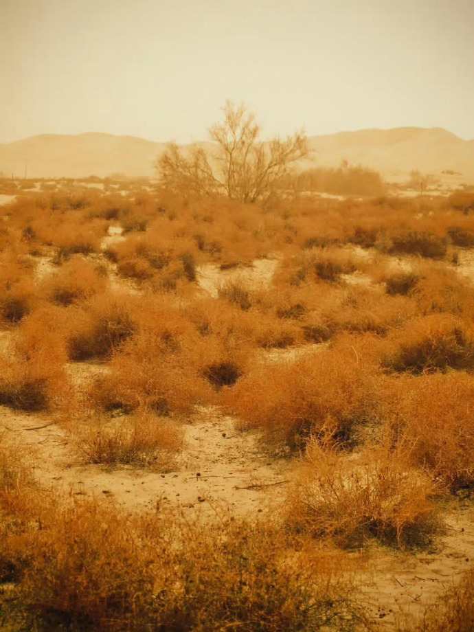十个勤天李昊种地吧 昊昊Instagram更新~“再次回到沙漠🏜种花种树” 
